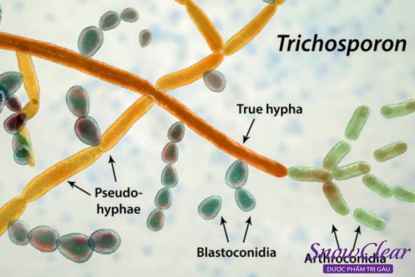 Nấm Trichosporon 