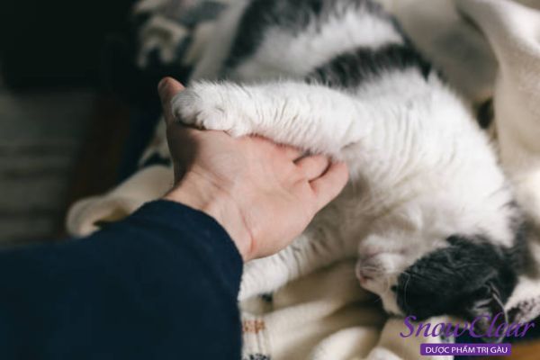 Lây nhiễm từ động vật