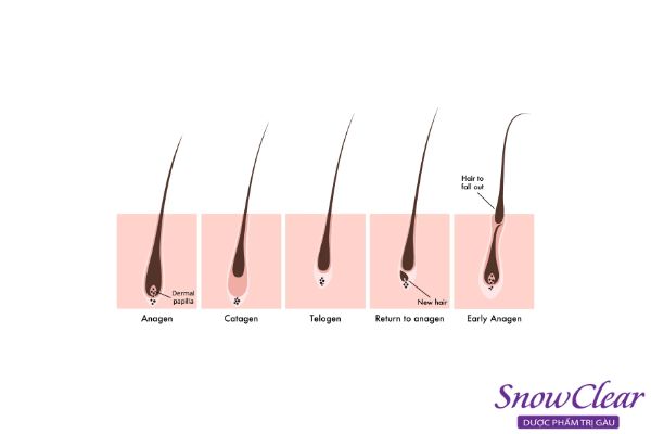 Thời gian mọc trung bình của tóc mỗi tháng từ 1-2 cm đối với nữ và 1,8-2,4 cm đối với nam