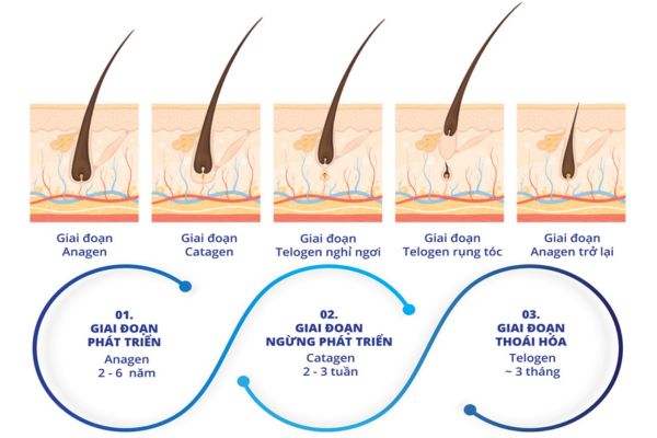 Các giai đoạn phát triển của tóc