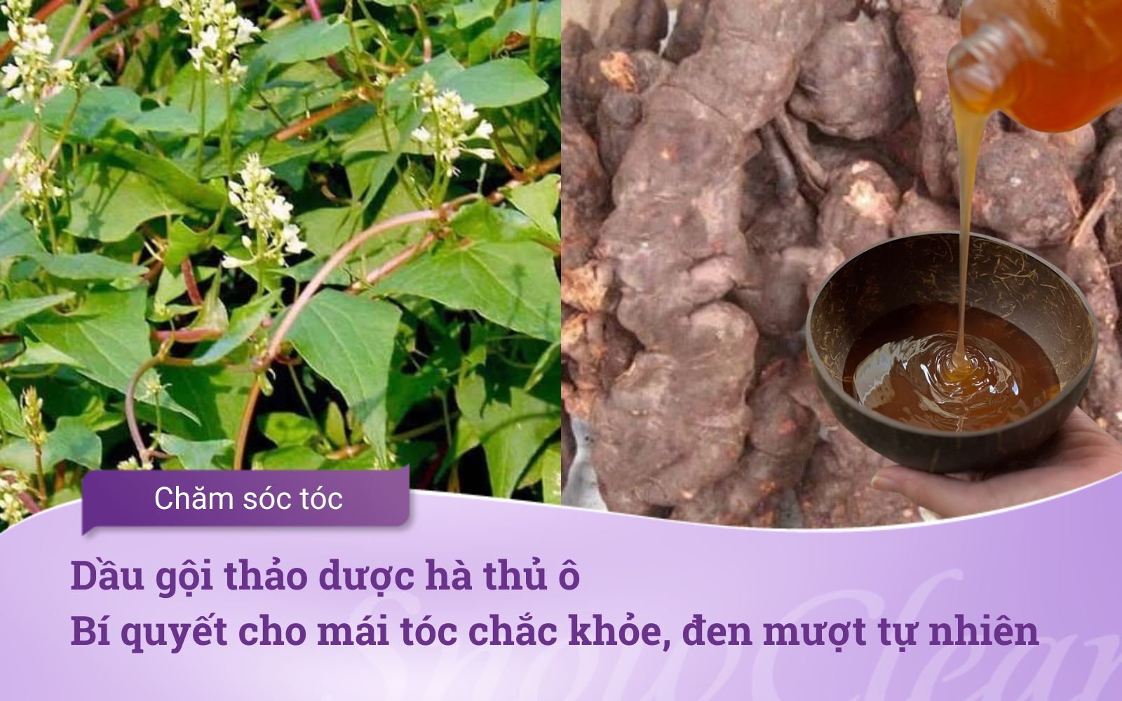 Dầu gội thảo dược hà thủ ô: Bí quyết cho mái tóc chắc khỏe, đen mượt tự nhiên